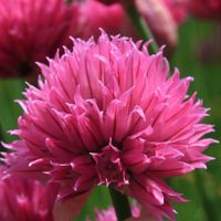 Szczypiorek 'Rising Star' Szczypior Wieloletni (Allium schoenoprasum) 2.0L