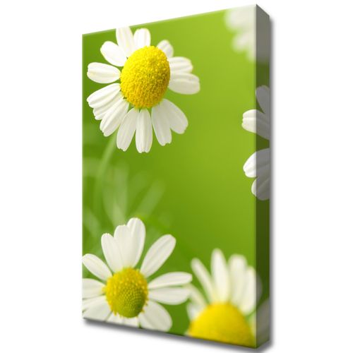 Obraz Tryptyk 20X30 Rumianek na Arena.pl