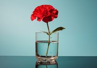 Plakat 66,5x46,5cm Kwiat w Szkle