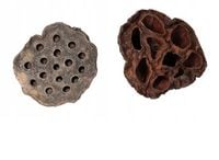 LOTOS DEKORACYJNY SUSZ 2 SZT OZDOBA WIANKI STROIKI