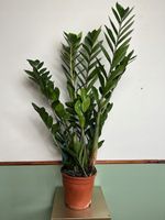 Zamiokulkas prosta w uprawie Zamikulkas 30cm