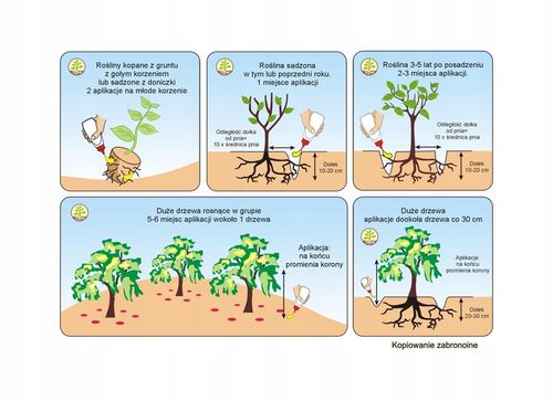 Mikoryza dla drzew liściastych na Arena.pl