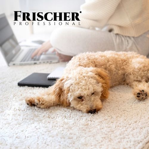 PŁYN DO PRANIA DYWANÓW CZYSZCZENIA TAPICERKI KONCENTRAT 500ml na Arena.pl