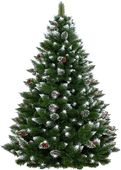 Sosna Diamentowa Szyszka 210 cm