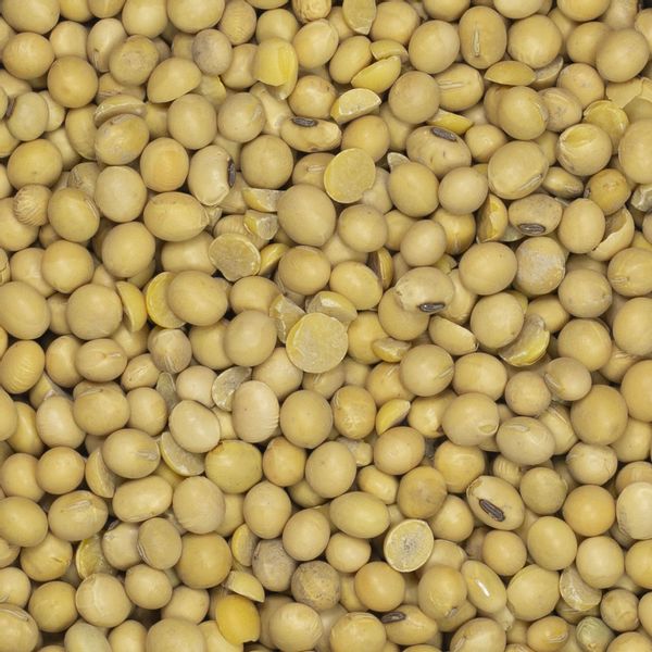 Soja ziarno 1kg zdjęcie 3