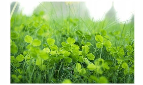 MIKROKONICZYNA NASIONA KONICZYNA DROBNOLISTNA BIAŁA 500G GĘSTA dekoracyjna na Arena.pl