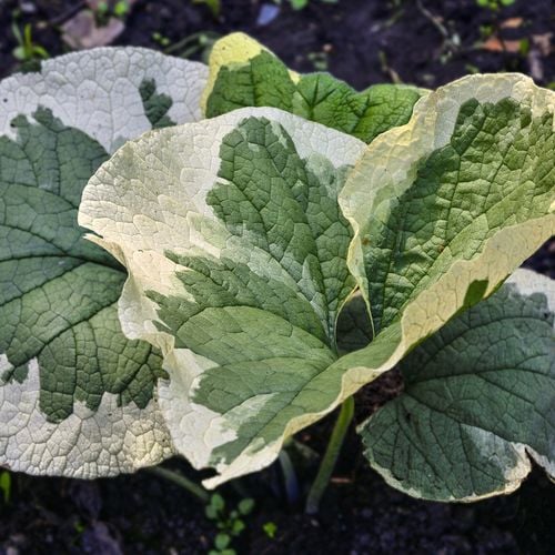 Brunera wielkolistna VARIEGATA na Arena.pl