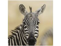 50X50CM ZEBRA OBRAZ