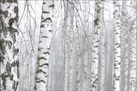 Tło PRODUKTOWE kulinarne Flat Lay na bloga insta