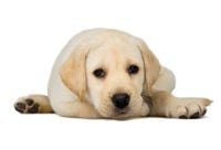 NAKLEJKA NA ŚCIANĘ naklejki zwierzęta 70 cm psy