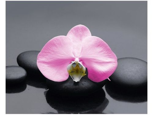 40X50CM RÓŻOWY STORCZYK OBRAZ na Arena.pl