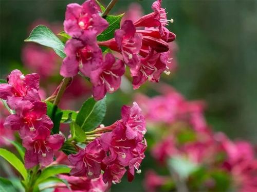 Krzewuszka cudowna BRISTOL RUBY Weigela Czerwona Sadzonki P9 na Arena.pl