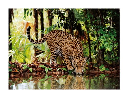 PUZZLE 2000 CLEMENTONI LEOPARD na Arena.pl