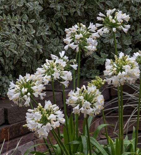 Lilia Agapant Ever White P9 na Arena.pl