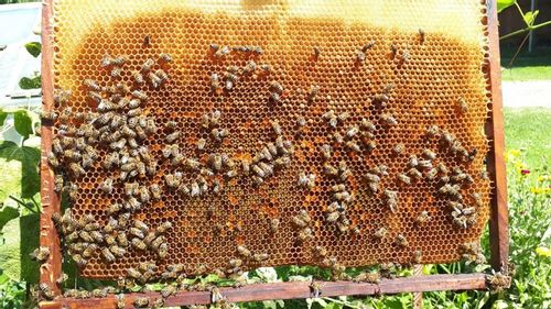 MIÓD SPADZIOWY 1250 g MIÓD Z ROZTOCZA 1,25 kg na Arena.pl