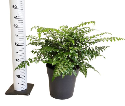 ASPLENIUM PARVATI PAPROĆ 40cm na Arena.pl
