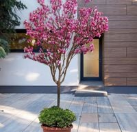 Magnolia betty NA PNIU duża roślina odporna 100 cm