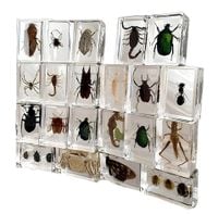 Zestaw owadów w żywicy 12 szt Nadają kolekcji