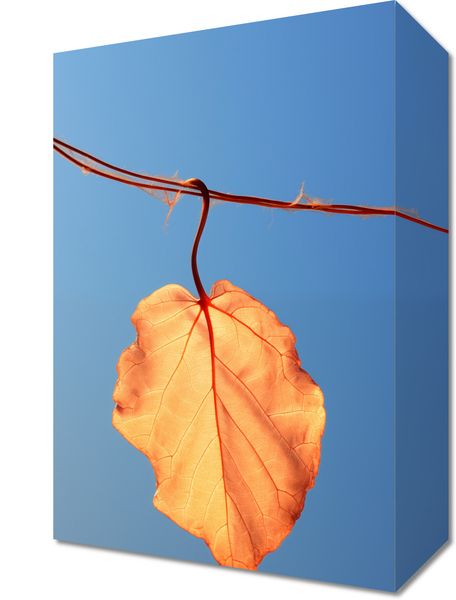 Obraz 20x30cm Ostatni Liść zdjęcie 1