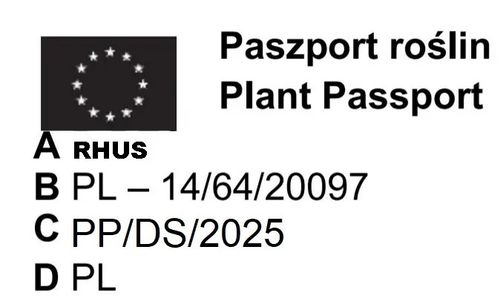 SUMAK - sadzonki 50 / 80 cm na Arena.pl