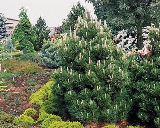 Sosna bośniacka Compact Gem P9 zdjęcie 1