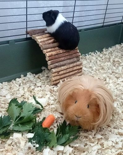 Bezpyłowe trociny ściółka ProBioBED Classic dla gryzoni, koni ODPYLONE 250l na Arena.pl