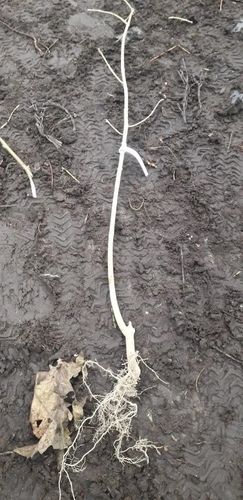 GRAB - sadzonki 40 / 60 cm na Arena.pl