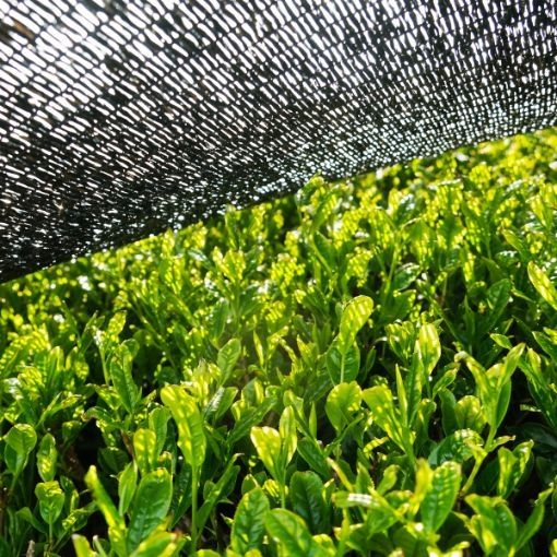 Herbata JAPOŃSKA SENCHA Tradycyjna zdjęcie 4