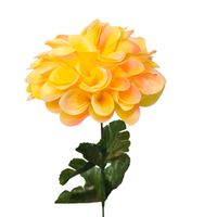 Dalia pojedyncza żółta