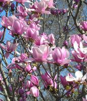 MAGNOLIA POŚREDNIA Magnolia soulangeana NASIONA 60 sztuk - 10g.