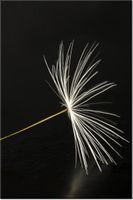 100 70CM OBRAZ PŁÓTNO DMUCHAWCE LATAWCE PŁÓTNO RAMA