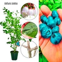 Borówka Darrow odmiana o dużych owocach KRZEW 60-90 cm