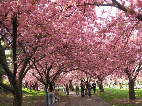 Wiśnia piłkowana KANZAN szczepiona PA 130-150cm C2 na Arena.pl