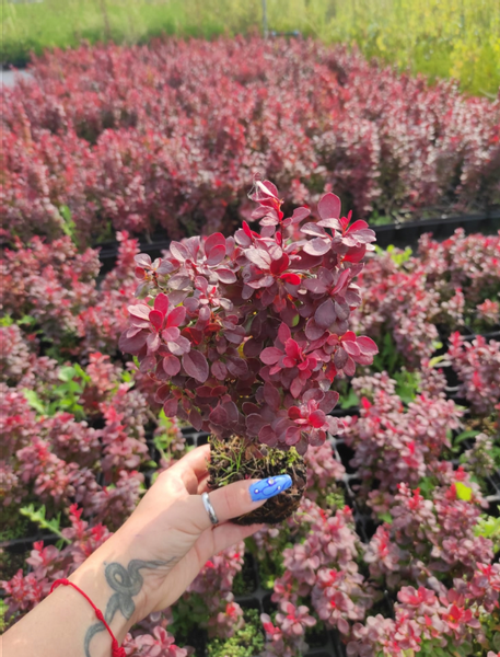 Berberys Thunberga LUTIN ROUGE 10-30cm Rubinowa Ozdoba zdjęcie 3