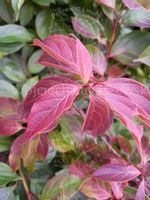 Dereń karłowy sadzonka skalniak rabata park