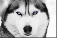 100 70CM OBRAZ PŁÓTNO WŁADCZE SPOJRZENIE PŁÓTNO RAMA