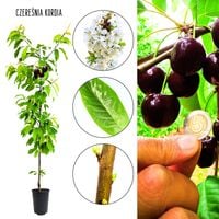 Czereśnia Kordia duże owoce odporna na mróz 100-150 cm