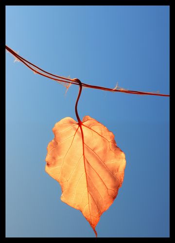 Plakat 29,7x42cm Ostatni Liść na Arena.pl