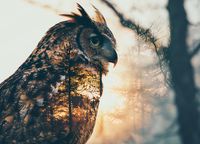 Plakat 18x13cm Sowi Duch