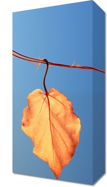 Obraz 20x40cm Ostatni Liść zdjęcie 1