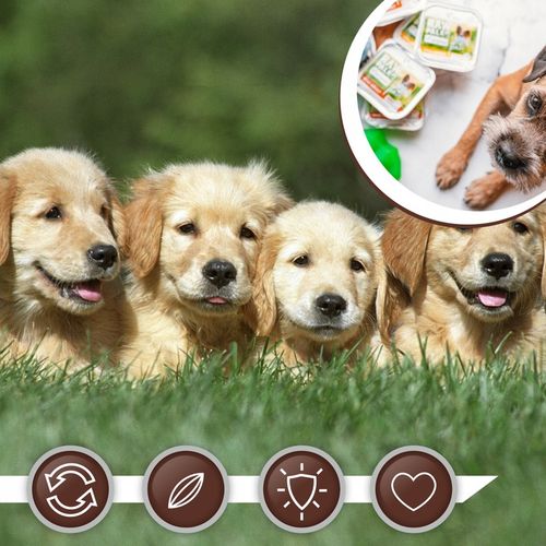 Mokra karma dla szczeniąt małych ras wołowina Raw Paleo Pate 12 x 150g na Arena.pl