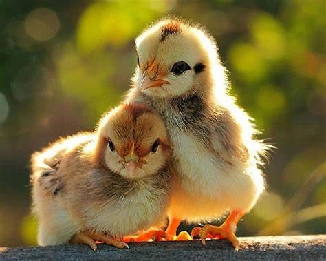 Karma dla kur Provimi Kokoszka Smakoszka, pasza kruszonka dużo jajek na Arena.pl