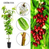 Czereśnia Sylvana późna odmiana czereśni deserowej 100-150 cm