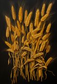 Plakat 67,5x100cm Złote Żniwa