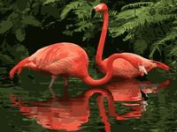 Malowanie Po Numerach Flamingi 40x50