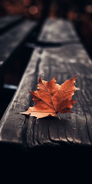 Plakat 50x100cm Pojedynczy Liść zdjęcie 1