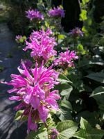 Pysznogłówka ogrodowa Bee-Pretty Monarda bylina miododajna sadzonka
