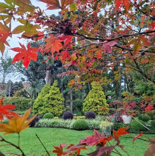 Klon Palmowy ATROPURPUREUM Sadzonka 1L na Arena.pl