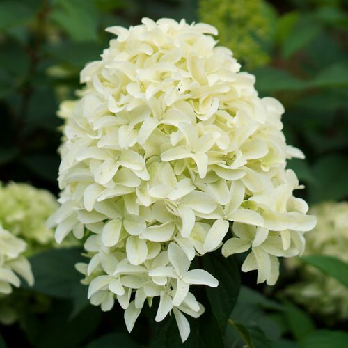 Hortensja bukietowa SKYFALL Frenne Ogromne Białe kwiaty Duże sadzonki 3L na Arena.pl