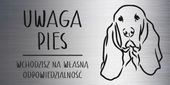 Tabliczka 20x10 cm UWAGA PIES Basset LAMINAT Z GRAWEREM